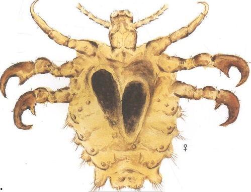 这个世界根本没有仙人，只有被虫子寄生的傀儡，快逃！,世间无仙人，唯有虫子操控的傀儡，速速逃离险境！